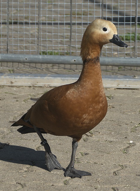 大力量